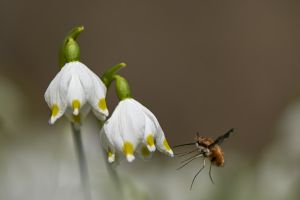Atterrissage d'un insecte sur Nivéole du printemps