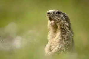 Marmotte alerte
